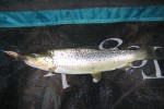 Jim's Brown from Campbell Lake